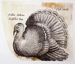 Johnstone: TURKEY (JOHNSTONE)