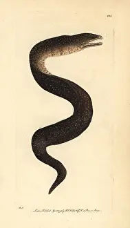 Moray: Turkey moray eel, Gymnothorax meleagris