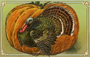 Pumpkin: Turkey, Pumpkin
