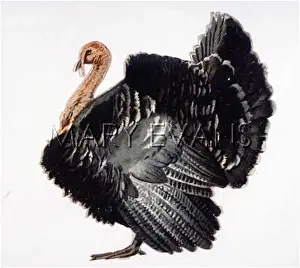 Meleagris: TURKEY - SCRAP