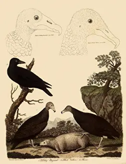 Vulture: Turkey Vulture