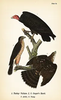 Sandpiper: Turkey vulture and Cooper's hawk