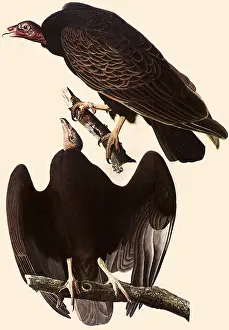 Vulture: Turkey Vultures