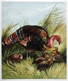 Meleagris: TURKEY AND YOUNG 1877