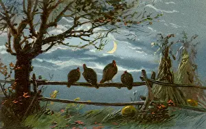 Turkeys: Four Turkeys on Fence