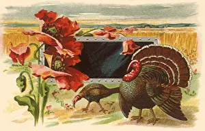 Turkeys: Turkeys by Field
