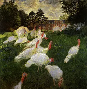 Turkeys: Turkeys, by Monet
