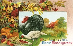 Turkeys: Turkeys amongst Pumpkins and Corn
