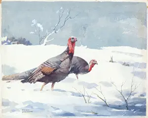 Turkeys: Two Turkeys in the snow