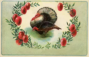 Turkeys: Turkeys, Tom and Hen