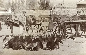 Manisa: Turkeys in Turkey