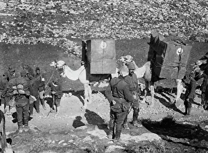 Cresent: Turkish camel caravan in World War I, 1917