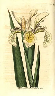 Orientalis: Turkish iris, Iris orientalis