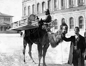 Invalid: Turkish patient transport, 1915