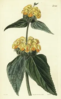 John Curtis: Turkish sage, Phlomis russeliana
