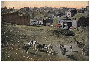 Stray: TURKISH STRAY DOGS