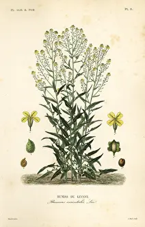 Maubert: Turkish wartycabbage or Turkish rocket, Bunias orientalis