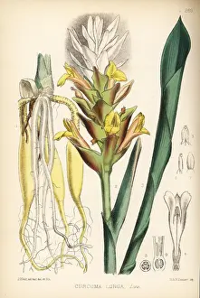 Tuber: Turmeric, Curcuma longa