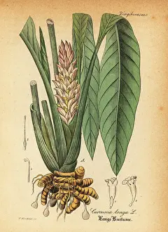 Artus: Turmeric, Curcuma longa