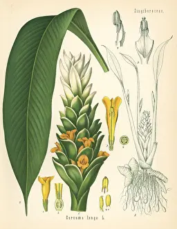 Turmeric: Turmeric, Curcuma longa