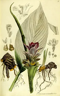 Turmeric: Turmeric (Curcuma longa)