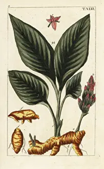 Turmeric: Turmeric, Curcuma longa