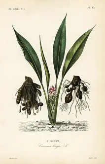 Maubert: Turmeric or ukon, Curcuma longa