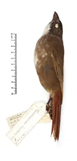 Kata: Turnagra tanagra, North island piopio