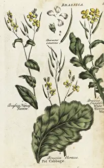 Turnip: Turnip, cabbage and hare's ear mustard