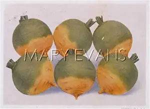 Turnip: TURNIP GREEN TOP 1923