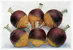 Turnip: TURNIP PURPLE TOP C1920