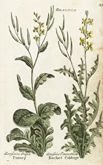 Principally: Turnip and rocket cabbage or dog mustard