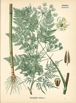 Chervil: Turnip-rooted chervil, Chaerophyllum bulbosum