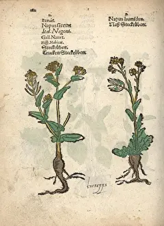Lonicer: Turnips, Brassica rapa