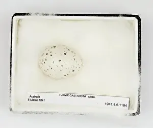 Ornithological: Turnix castanota egg, from Gould Collection