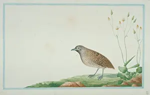 Gideon: Turnix sp. Buttonquail
