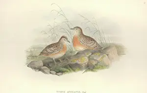 Sylvaticus: Turnix sylvaticus, Common buttonquail