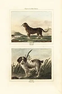 Retrieve: Turnspit and water dog, extinct breeds