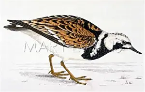 Arenaria: TURNSTONE