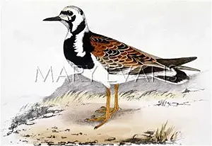 Arenaria: TURNSTONE