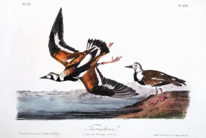 Turnstone: Turnstone - Bird - Animal - Nature