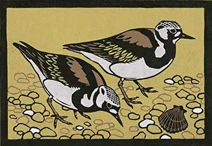 Turnstones