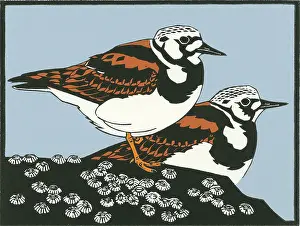 Turnstones