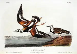 Ruddy: Turnstones - Birds - Animals