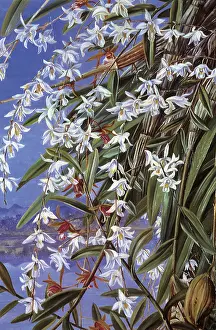 Stems: The Turon or Pigeon Orchid in Borneo