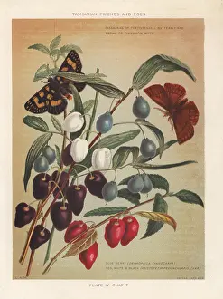 Furred: Turqoise berry and Aristotelia peduncularis