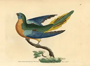 Pulchella: Turquoise parrot, Neophema pulchella