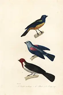 Steel Engraving: Turquoise tanager, blue-grey tanager, and red-capped