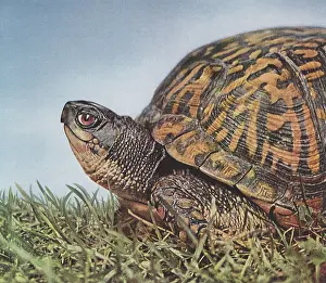 Pastimes: Turtle