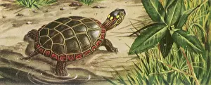 Creeps: Turtle creeps out of Pond